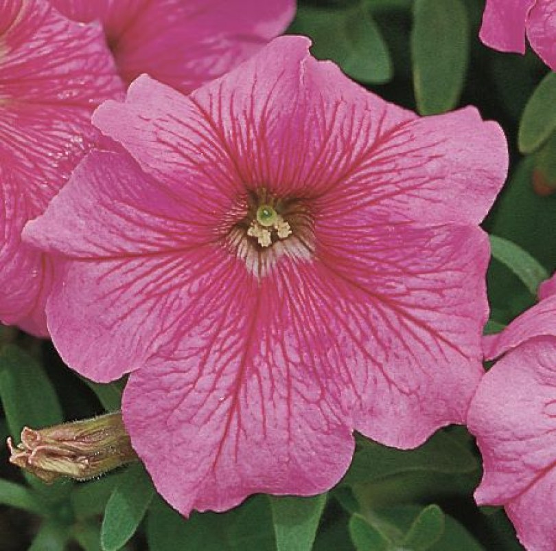 Петунія Eagle Pink Vein